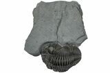 Long Eldredgeops Trilobite Fossil - Silica Shale, Ohio #232228-2